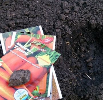 How to properly plant carrots with seeds in the open field