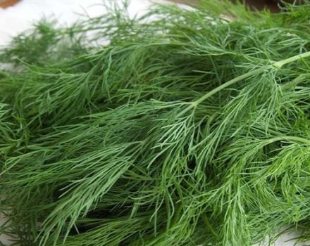 Description of the Kibray dill variety, recommendations for care and cultivation