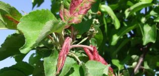 Hoe een appelboom te verwerken als de bladeren rood worden en erop krullen, wat te doen