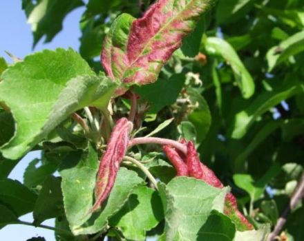 Comment traiter un pommier si les feuilles deviennent rouges et s'enroulent dessus, que faire