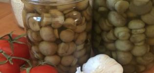 TOP 10 resipi untuk champignon acar segera di rumah untuk musim sejuk