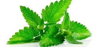 Characteristics and description of menthol mint, features of cultivation and care