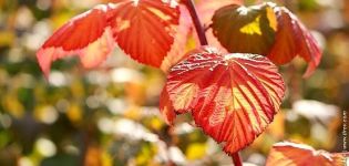 Pourquoi les feuilles de framboisier deviennent rouges en juin, raisons et que faire