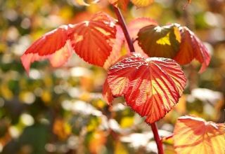 Pourquoi les feuilles de framboisier deviennent rouges en juin, raisons et que faire