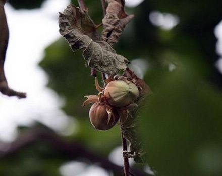 Pourquoi les noisettes peuvent ne pas porter de fruits, causes et maladies, moyens de résoudre le problème