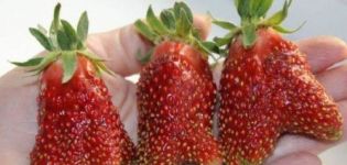 Description and characteristics of the Kupchikha strawberry variety, cultivation and care