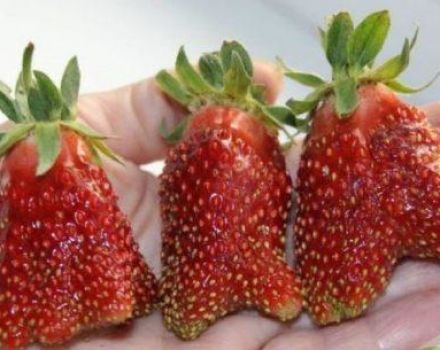 Penerangan dan ciri-ciri varieti, penanaman dan penjagaan strawberi Kupchikha