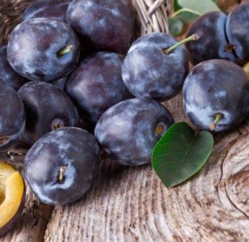 Mengapa plum mempunyai cacing dalam buahnya dan bagaimana ia boleh diproses