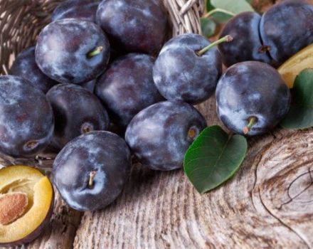 Why plum fruits have worms and how can it be processed