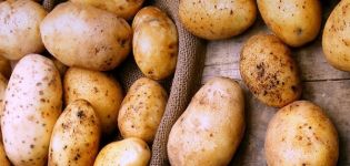 Descripció de la varietat de patates Timo, les seves característiques i rendiment