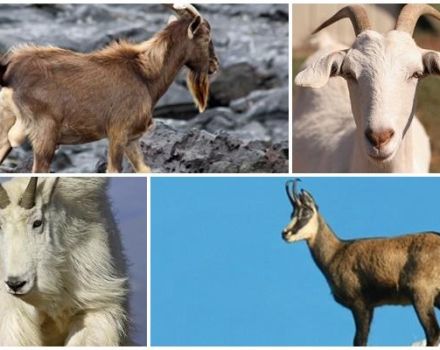 Description and behavior of wild goats, where they live and their way of life