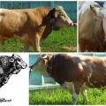 Description et caractéristiques des vaches de la race Sychevsk, les règles de leur entretien