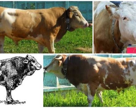 Description et caractéristiques des vaches de la race Sychevsk, les règles de leur entretien