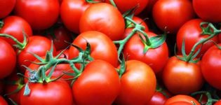 Characteristics and description of the Irishka tomato variety, its yield