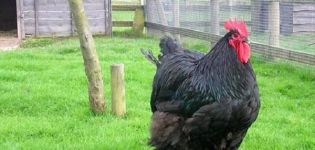 Beschrijving en kenmerken van het kippenras Australorp, onderhoudsregels