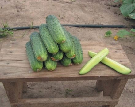 Description of Ajax cucumbers, characteristics of the variety and cultivation