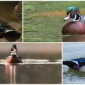 L'apparence et les caractéristiques des canards Caroline, où vit la race et son alimentation