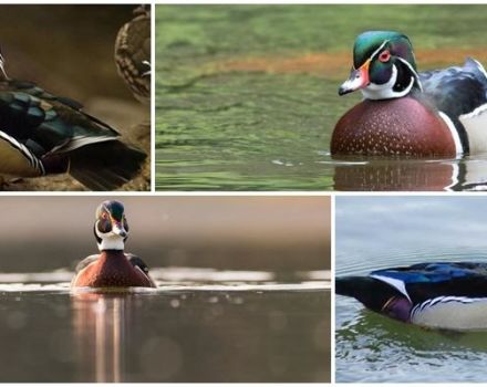 L'apparence et les caractéristiques des canards Caroline, où vit la race et son alimentation