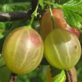 Penerangan mengenai varieti terbaik dari gooseberry tanpa stud untuk pelbagai kawasan