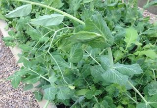 How to properly plant and grow peas indoors and in a greenhouse