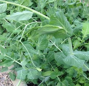 How to properly plant and grow peas indoors and in a greenhouse