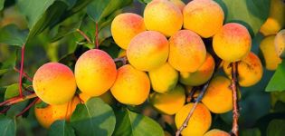 Description, characteristics and cultivation of Khabarovsk apricot, its advantages and disadvantages of the variety