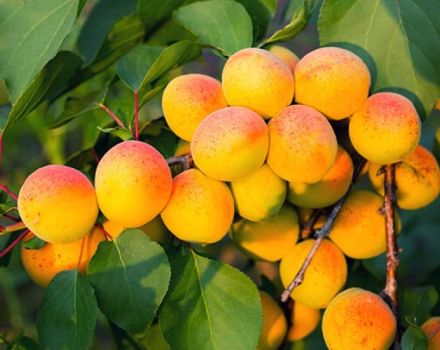 Description, characteristics and cultivation of Khabarovsk apricot, its advantages and disadvantages of the variety