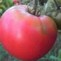 Description of the tomato variety Pink Dawn, features of growing and care