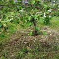 Comment pailler un pommier, des matériaux organiques et inorganiques, couper de l'herbe