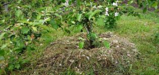 How can you mulch an apple tree, organic and inorganic materials, cut grass