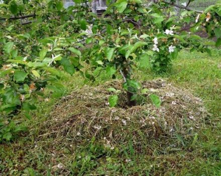 Jak můžete mulčovat jabloň, organické a anorganické materiály, sekat trávu