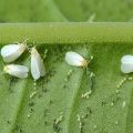 Comment se débarrasser de la mouche blanche sur les tomates dans une serre