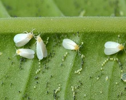 Comment se débarrasser de la mouche blanche sur les tomates dans une serre