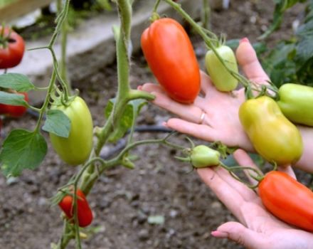 Ciri-ciri dan keterangan varieti tomato Hypil 108 f1, hasil