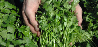 Description of the variety of coriander Caribe, features of cultivation and care