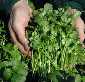 Descripción de la variedad de cilantro Caribe, características de cultivo y cuidado.