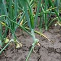 Plantar y cuidar cebollas verdes, sus enfermedades y su tratamiento.