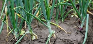 Plantar y cuidar las cebolletas, sus enfermedades y su tratamiento.