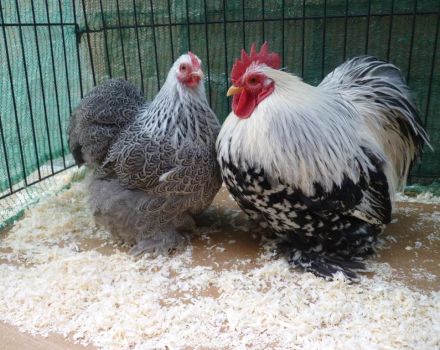 Penerangan dan ciri baka ayam kerdil Cochinchins, peraturan pemeliharaan