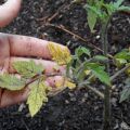 Por qué las plántulas de tomate se marchitan y caen y qué hacer.