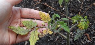 Por qué las plántulas de tomate se marchitan y caen y qué hacer.