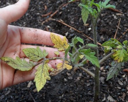 Por qué las plántulas de tomate se marchitan y caen y qué hacer.