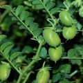 The benefits and harms of chickpeas or Turkish lamb peas, its varieties and cultivation