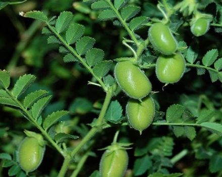 Los beneficios y perjuicios de los garbanzos o los guisantes de cordero turco, sus variedades y cultivo