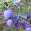 Planter, cultiver et entretenir des myrtilles dans la région de Moscou, en choisissant les meilleures variétés