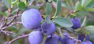 Planting, growing and caring for blueberries in the Moscow region, choosing the best varieties