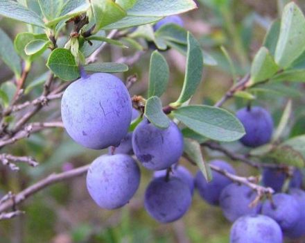 Menanam, menanam dan merawat blueberry di wilayah Moscow, memilih varieti terbaik