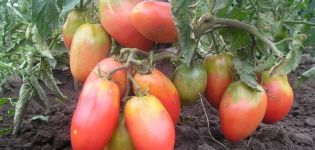 Varieti tomato yang paling rendah, paling besar dan paling produktif