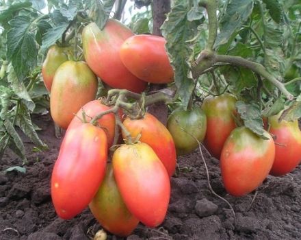 Varieti tomato yang paling rendah, paling besar dan paling produktif