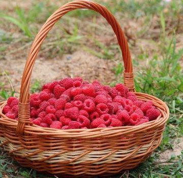 When raspberries ripen in different regions, the timing of collection of home and forest